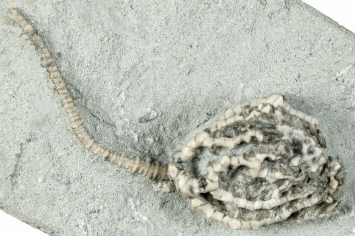 Fossil Crinoid (Linocrinus) - Crawfordsville, Indiana #291766